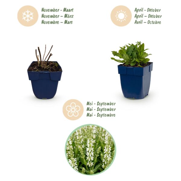 Salvia nem. Schneehügel - Salie - Bijen en Vlinderlokkers - Wit