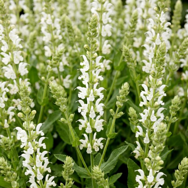 Salvia nem. Schneehügel - Salie - Bijen en Vlinderlokkers - Wit