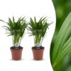 Areca Lutescens - Goudpalm - 2 Planten