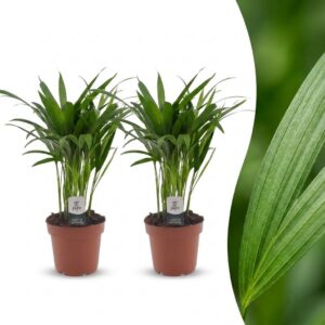Areca Lutescens - Goudpalm - 2 Planten