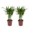 Areca Lutescens - Goudpalm - 2 Planten