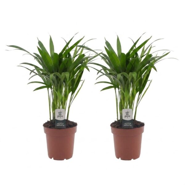 thumbnail_6000-191.jpg Areca Lutescens - Goudpalm - 2 Planten