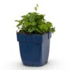 Campanula posch. Lisduggan Variety - Perzikbladklokje - Bodembedekkend - Wit