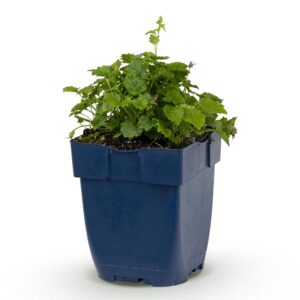 Campanula posch. Lisduggan Variety - Perzikbladklokje - Bodembedekkend - Wit