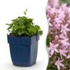 Campanula posch. Lisduggan Variety - Perzikbladklokje - Bodembedekkend - Wit