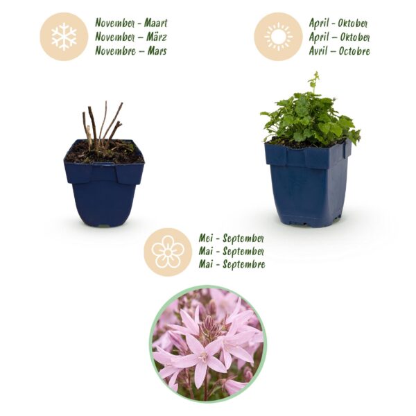 Campanula posch. Lisduggan Variety - Perzikbladklokje - Bodembedekkend - Wit