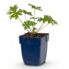 Geranium Johnson's Blue - Ooievaarsbek - Bodembedekkend - Blauw