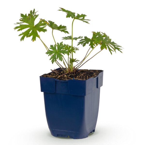 Geranium Johnson's Blue - Ooievaarsbek - Bodembedekkend - Blauw