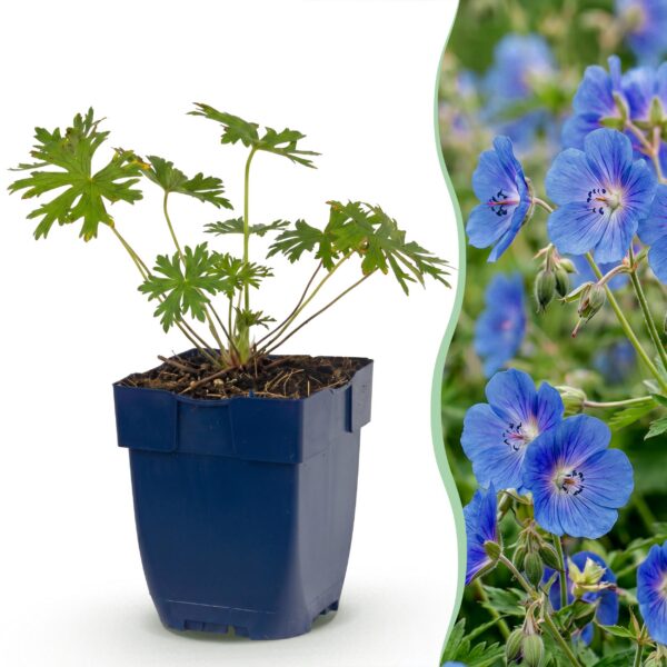 Geranium Johnson's Blue - Ooievaarsbek - Bodembedekkend - Blauw