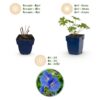 Geranium Johnson's Blue - Ooievaarsbek - Bodembedekkend - Blauw