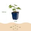 Geranium Johnson's Blue - Ooievaarsbek - Bodembedekkend - Blauw