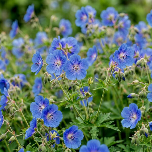 Geranium Johnson's Blue - Ooievaarsbek - Bodembedekkend - Blauw