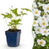 Anemone hybr. Hon. Jobert - Herfst Anemoon - Schaduw - Wit