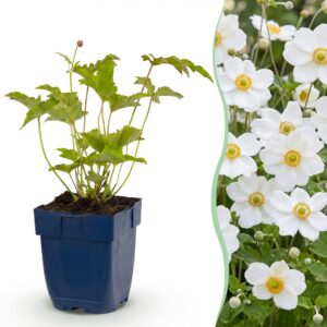 Anemone hybr. Hon. Jobert - Herfst Anemoon - Schaduw - Wit
