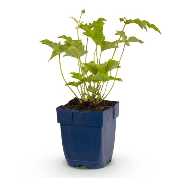 Anemone hybr. Hon. Jobert - Herfst Anemoon - Schaduw - Wit