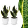 Sansevieria Future Superb - Vrouwentong - 2 Planten - met Potter Wit