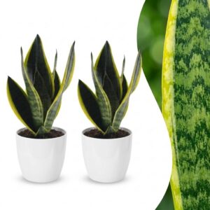 Sansevieria Future Superb - Vrouwentong - 2 Planten - met Potter Wit
