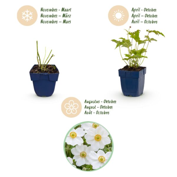 Anemone hybr. Hon. Jobert - Herfst Anemoon - Schaduw - Wit