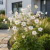 Anemone hybr. Hon. Jobert - Herfst Anemoon - Schaduw - Wit