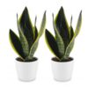 Sansevieria Future Superb - Vrouwentong - 2 Planten - met Potter Wit