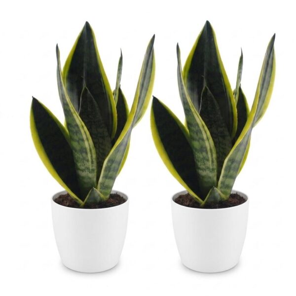 thumbnail_6000-196.jpg Sansevieria Future Superb - Vrouwentong - 2 Planten - met Potter Wit