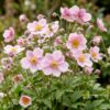 Anemone hybr. Kön. Charlotte - Herfst Anemoon - Schaduw - Roze
