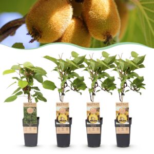 Actinidia Weiki & Golden Kiwi - Kiwiplant - 1 Mannelijke - 3 Vrouwelijke - Planten - Geel