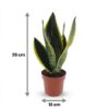 Sansevieria Future Superb - Vrouwentong - 2 Planten - met Potter Wit