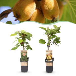Actinidia Weiki & Golden Kiwi - Kiwiplant - 1 Mannelijke - 1 Vrouwelijke - Planten - Geel