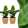 Musa Oriental Dwarf - Dwergbanaan - 2 Planten - met Zeegras Mand