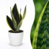 Sansevieria Future Superb - Vrouwentong - met Potter Wit