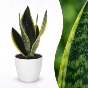 Sansevieria Future Superb - Vrouwentong - met Potter Wit