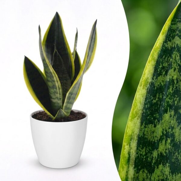 thumbnail_6000-200.jpg Sansevieria Future Superb - Vrouwentong - met Potter Wit
