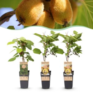 Actinidia Weiki & Golden Kiwi - Kiwiplant - 1 Mannelijke - 2 Vrouwelijke - Planten - Geel