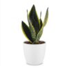 Sansevieria Future Superb - Vrouwentong - met Potter Wit
