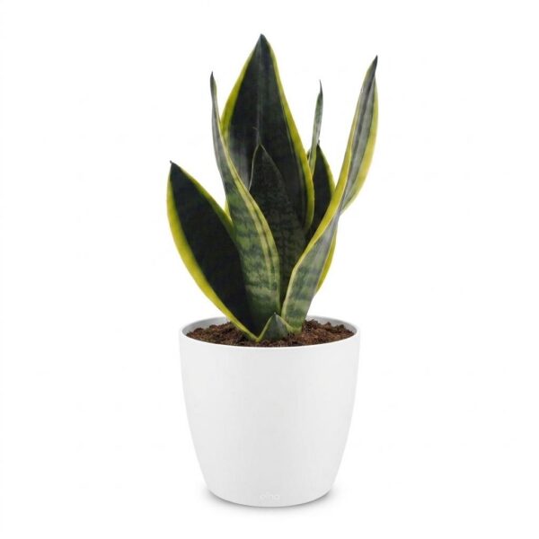 thumbnail_6000-201.jpg Sansevieria Future Superb - Vrouwentong - met Potter Wit