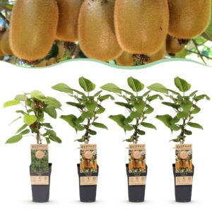 Actinidia Weiki & Hayward - Kiwiplant - 1 Mannelijke - 3 Vrouwelijke - Planten - Groen