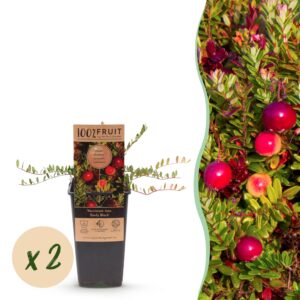 Vaccinium mac. Early Black - Cranberry - Winterhard - Blauwe Bes - 2 Planten