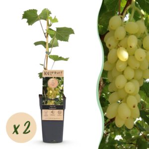 Vitis vinifera Lakemont - Druivenplant - Winterhard - Goudgele Druif - 2 Planten