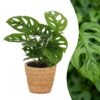Monstera Adansonii - Rhaphidophora Tetrasperma - met Mand