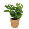 Monstera Adansonii - Rhaphidophora Tetrasperma - met Mand