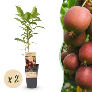 Actinidia deliciosa Ken,s Red - Kiwiplant - Vrouwelijk - Rode Vrucht - 2 Planten