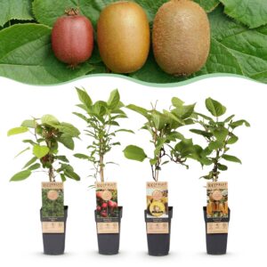 Actinidia Weiki & Hayward, Ken,s Red, Golden Kiwi - Kiwiplant - 1 Mannelijke - 3 Vrouwelijke - Planten - Groen-Rood-Geel