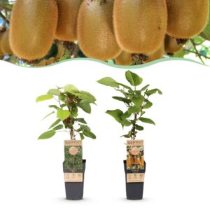 Actinidia Weiki & Hayward - Kiwiplant - 1 Mannelijke - 1 Vrouwelijke - Planten - Groen