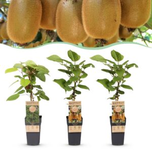 Actinidia Weiki & Hayward - Kiwiplant - 1 Mannelijke - 2 Vrouwelijke - Planten - Groen