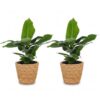 Musa Oriental Dwarf - Dwergbanaan - 2 Planten - met Zeegras Mand