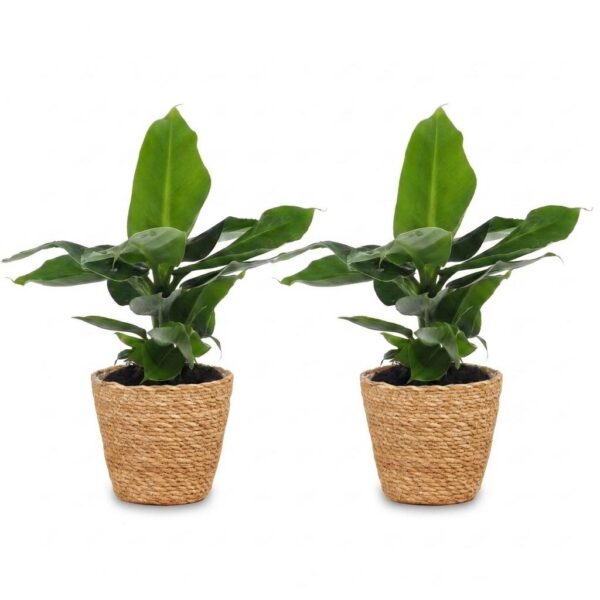 thumbnail_6000-21.jpg Musa Oriental Dwarf - Dwergbanaan - 2 Planten - met Zeegras Mand