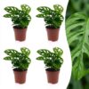 Monstera Adansonii - Rhaphidophora Tetrasperma - 4 Planten