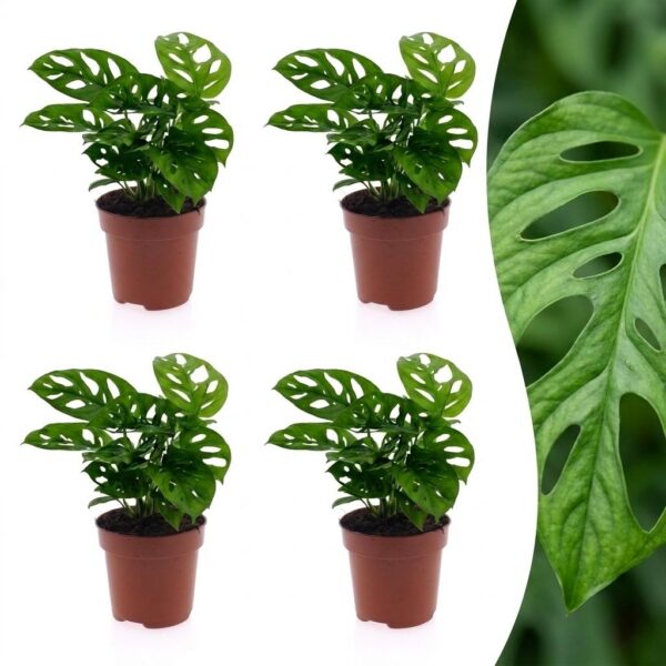 thumbnail_6000-210.jpg Monstera Adansonii - Rhaphidophora Tetrasperma - 4 Planten