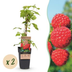 Rubus idaeus Malling Promise - Frambozenplant - Winterhard - Rode Framboos - 2 Planten